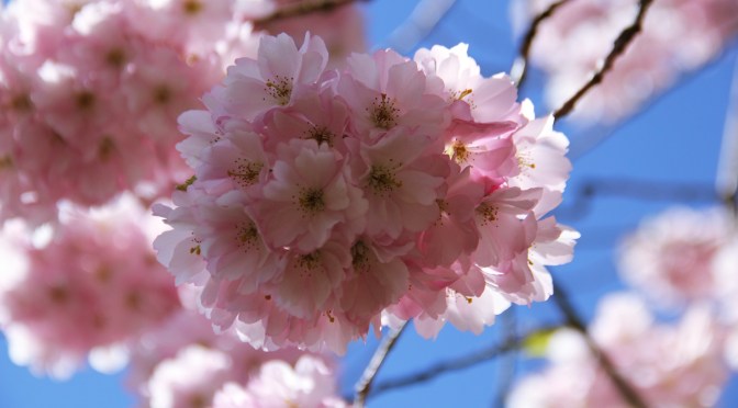 Cherry Blossoms in the Cemetery