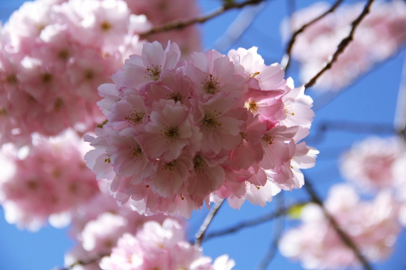 Blogger from Denmark